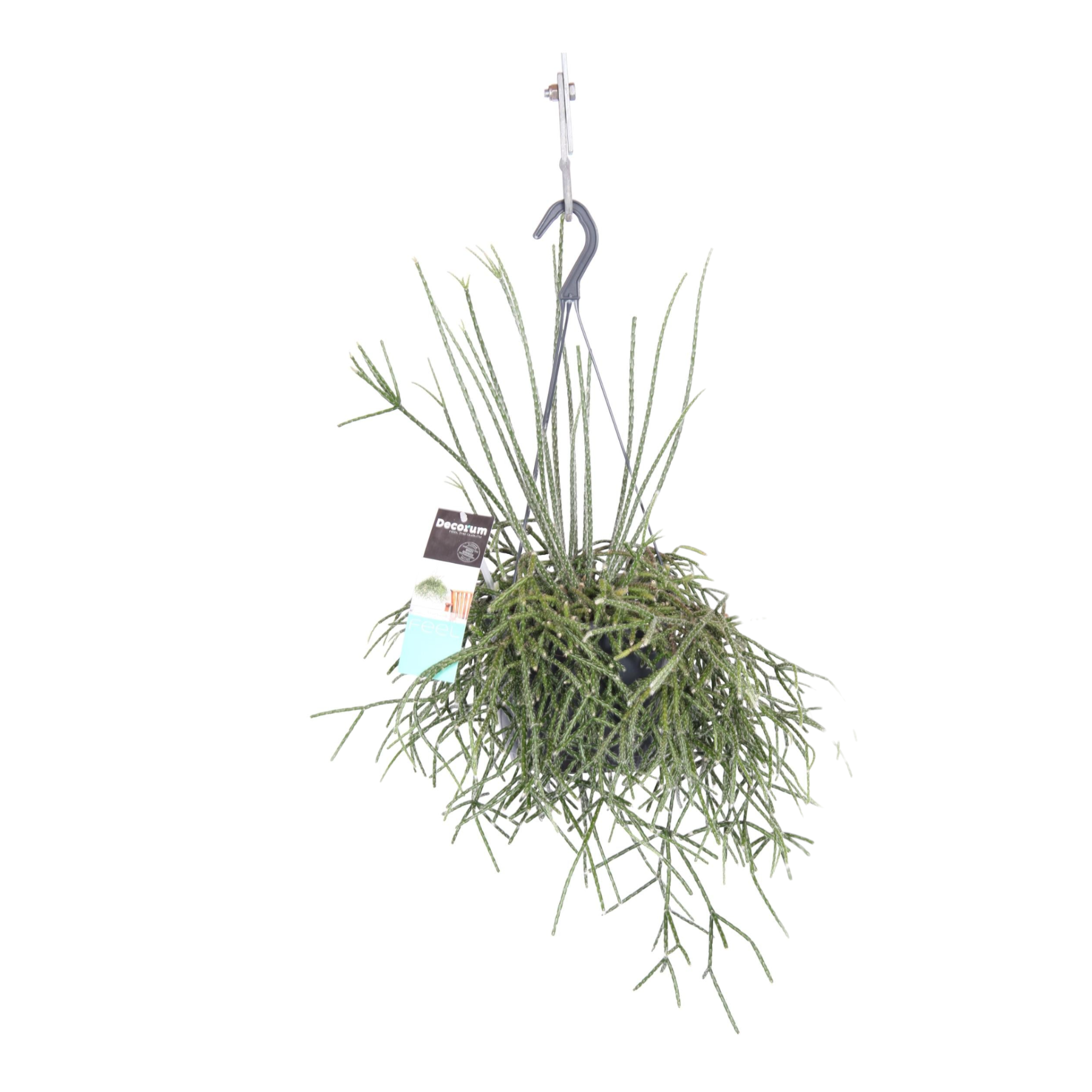 Plante d'intérieur - rhipsalis pilocarpa 30.0cm