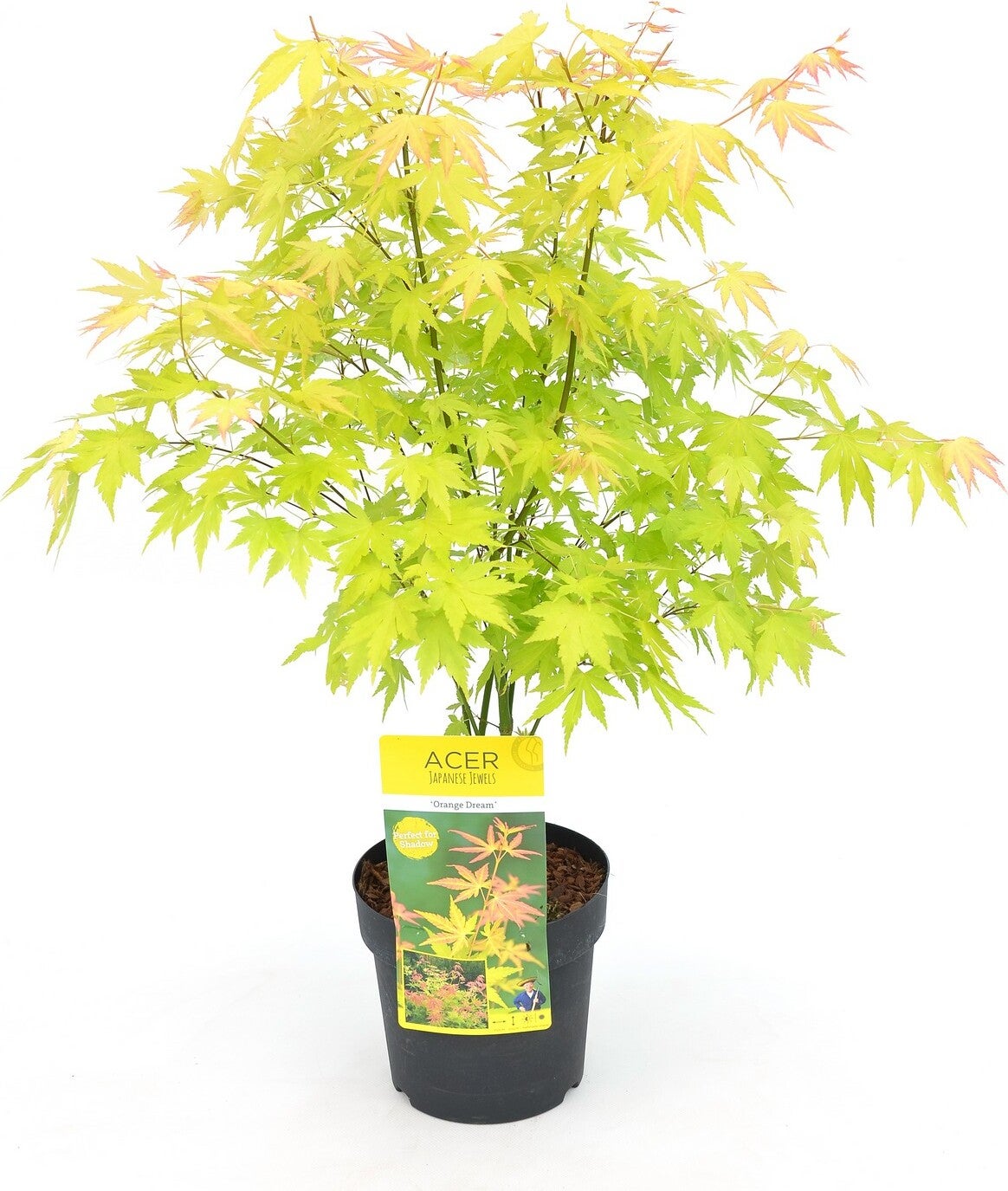 Japanse Esdoorn (Acer palmatum 'Orange Dream') D 19 H 40 cm