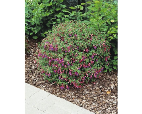 Vaste planten in diverse soorten FloraSelf H 35-45 cm Co 5 L