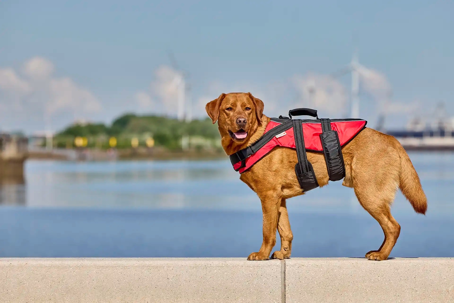 Wolters Watchout Schwimmweste für Hunde Rot Größe XL 40-80 kg