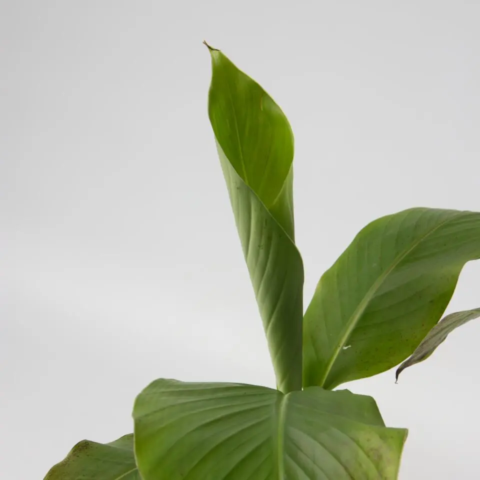 Bananenplant - Set van 6 - Musa basjoo - Hoogte 25-40cm - ⌀9cm