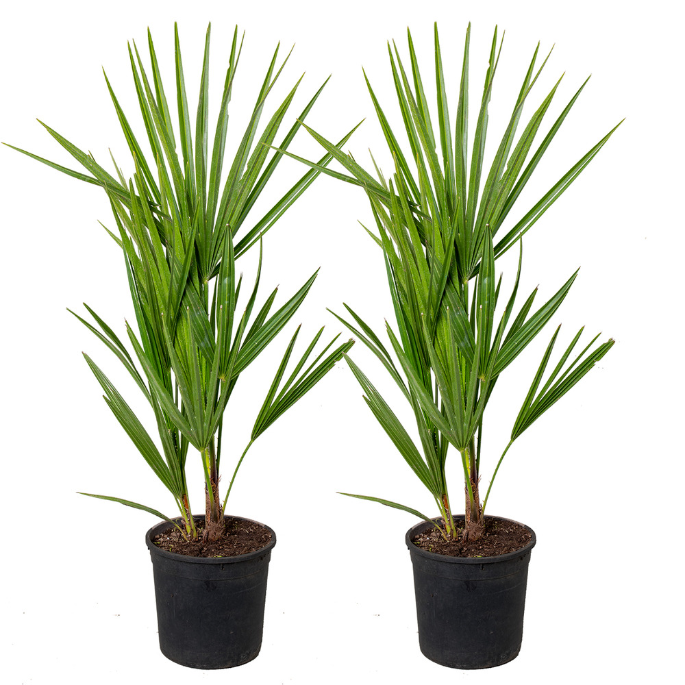 2x chamaerops humilis - palmier nain européen - palmier d'extérieur - rustique – ⌀15 cm - ↕40-50 cm