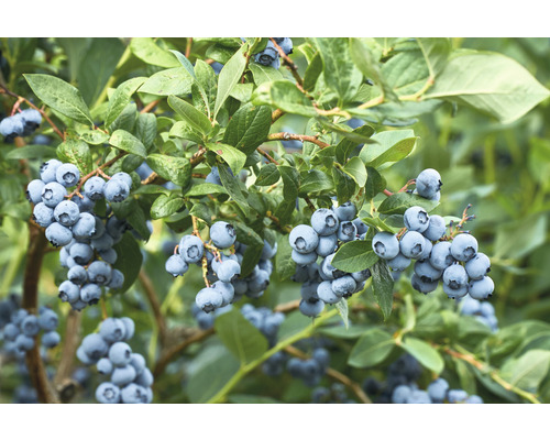Biologische vroege bosbes FloraSelf Organic Vaccinium corymbosum 'Duke' Co 3 L