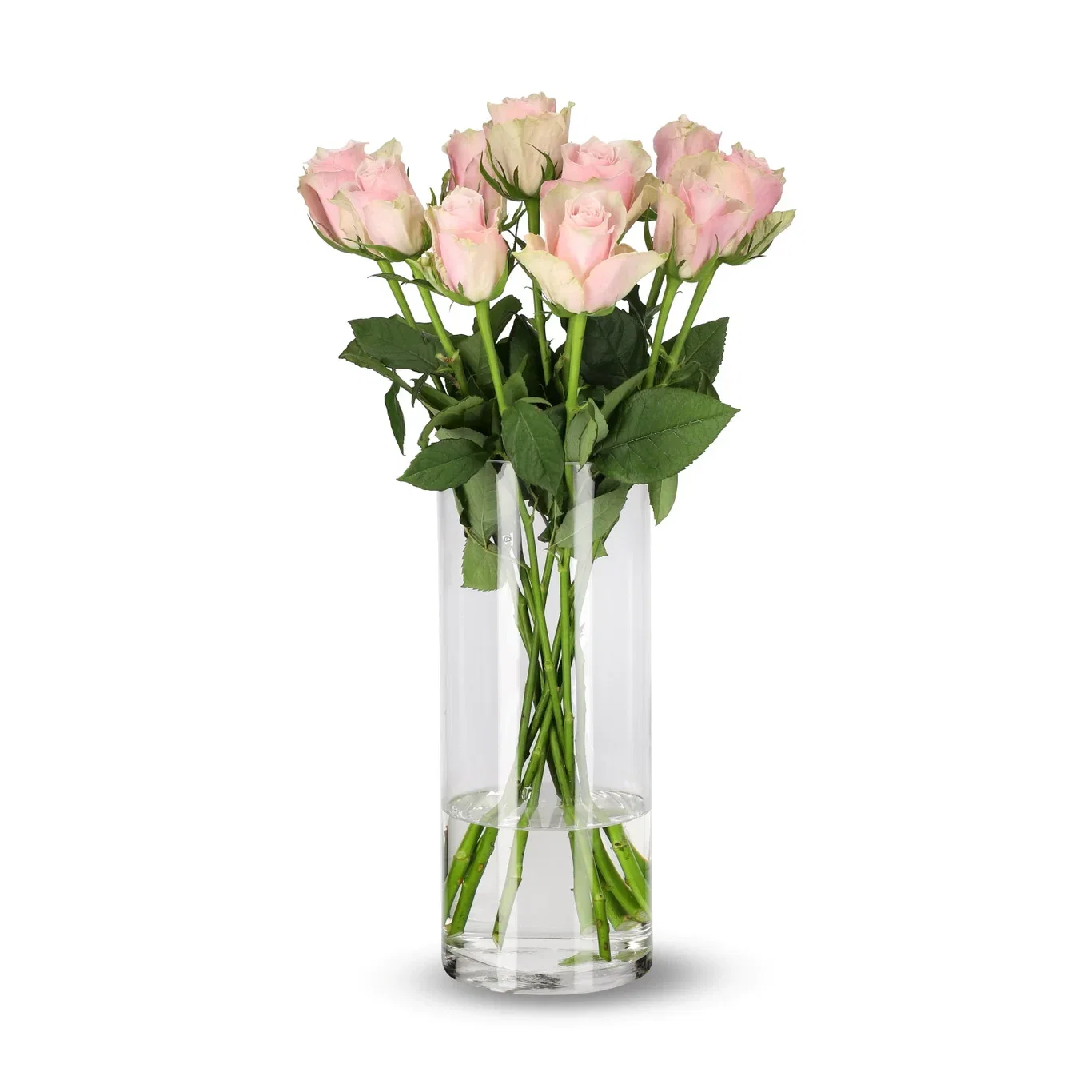 Roser 10 pk Høyde 50 cm