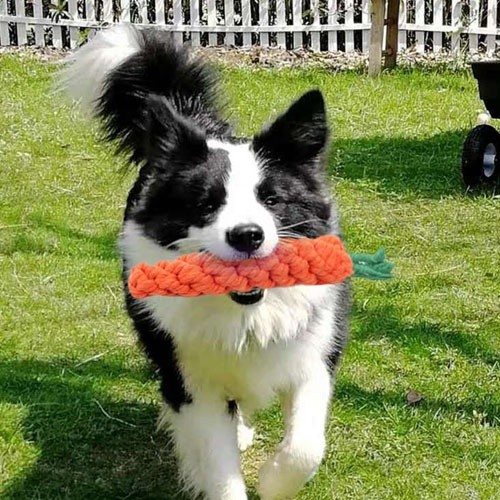 Conjunto de brinquedos multicoloridos para cães
