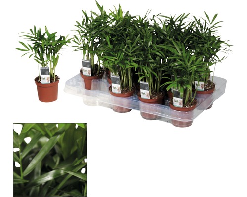 Bergpalm FloraSelf Chamaedorea H 20-30 cm Ø 7 cm pot