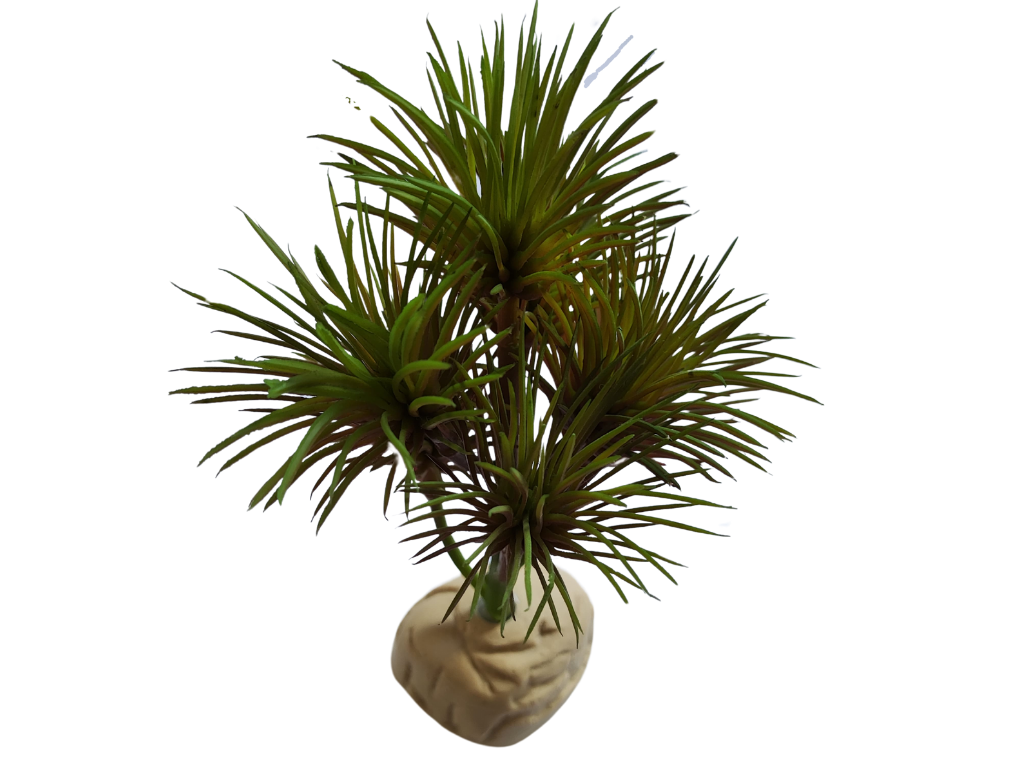 Planta Kleinia para decoração de terrário