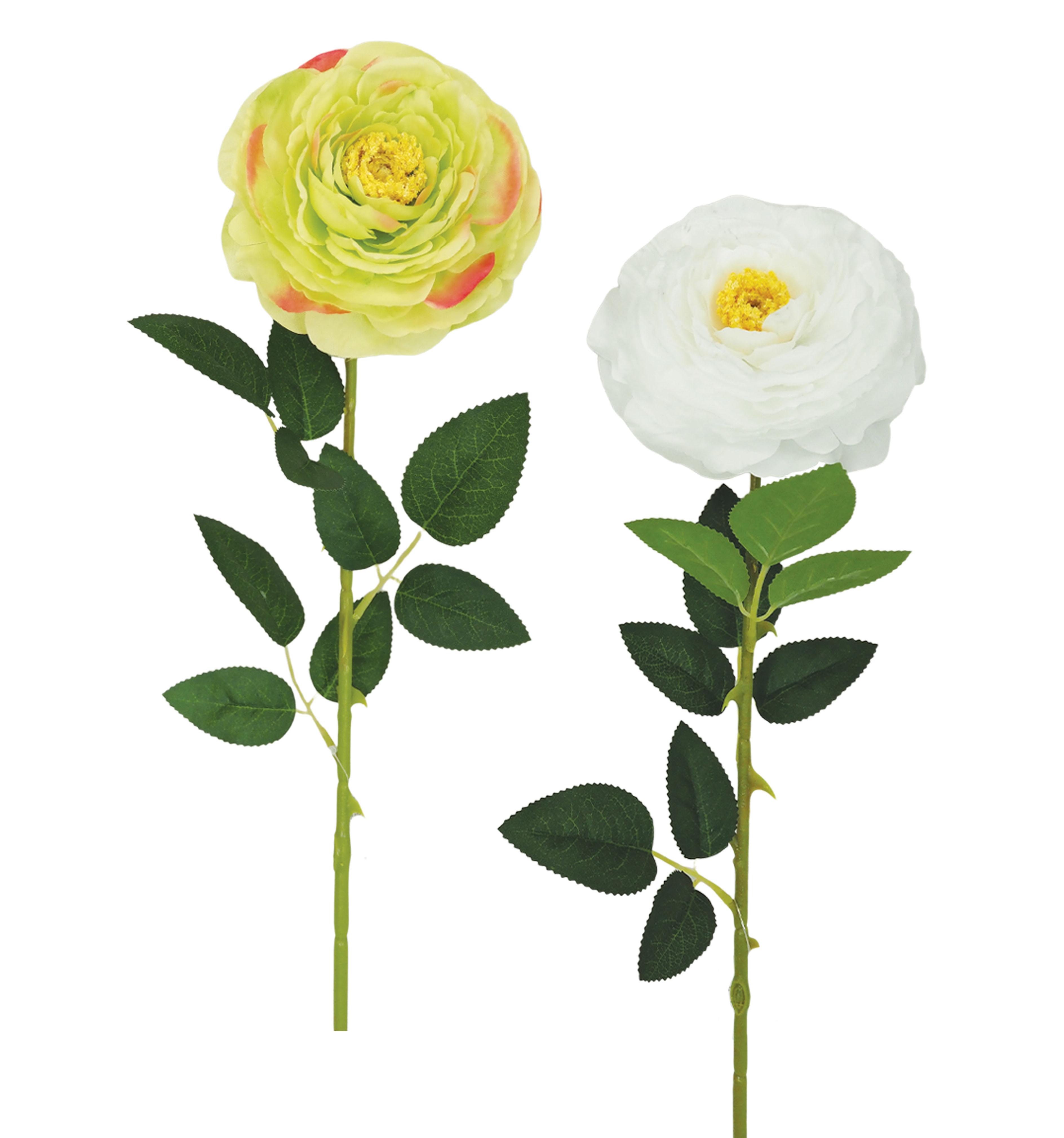 TIGE RENONCULE H.70CM BLANC ET VERT