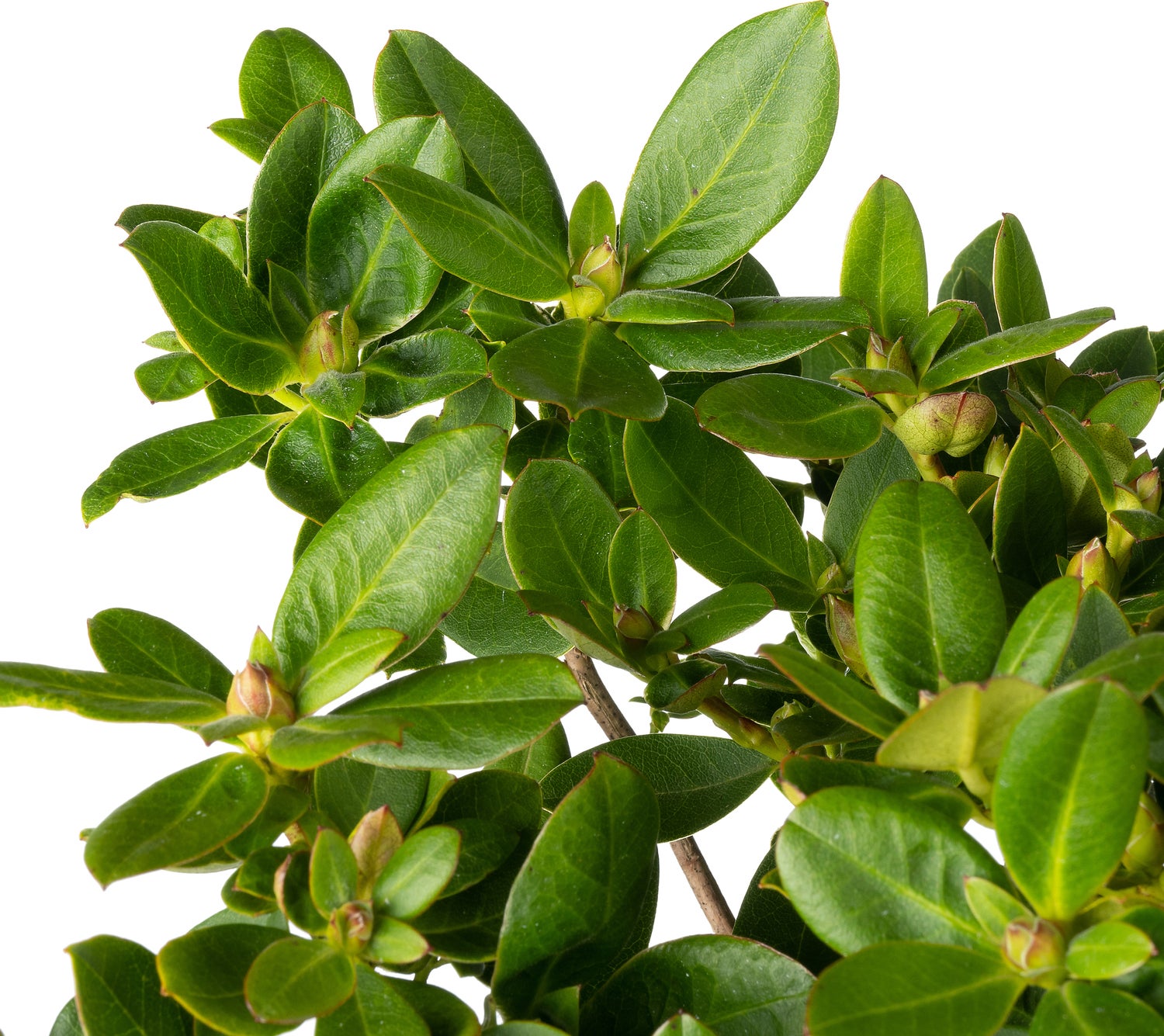 Rhododendron (Rhododendron forrestii hybride 'Shamrock') D 17 H 20 cm
