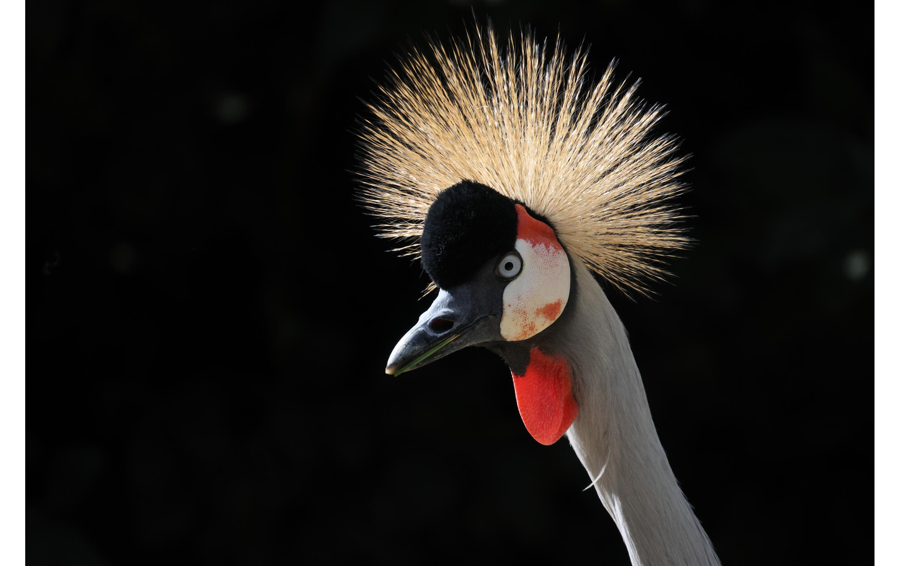 Festbrennweite RF 800mm F/11 IS STM – Canon RF<br>Canon RF-Objektiv für Reise- oder Wildlife-Fotografie