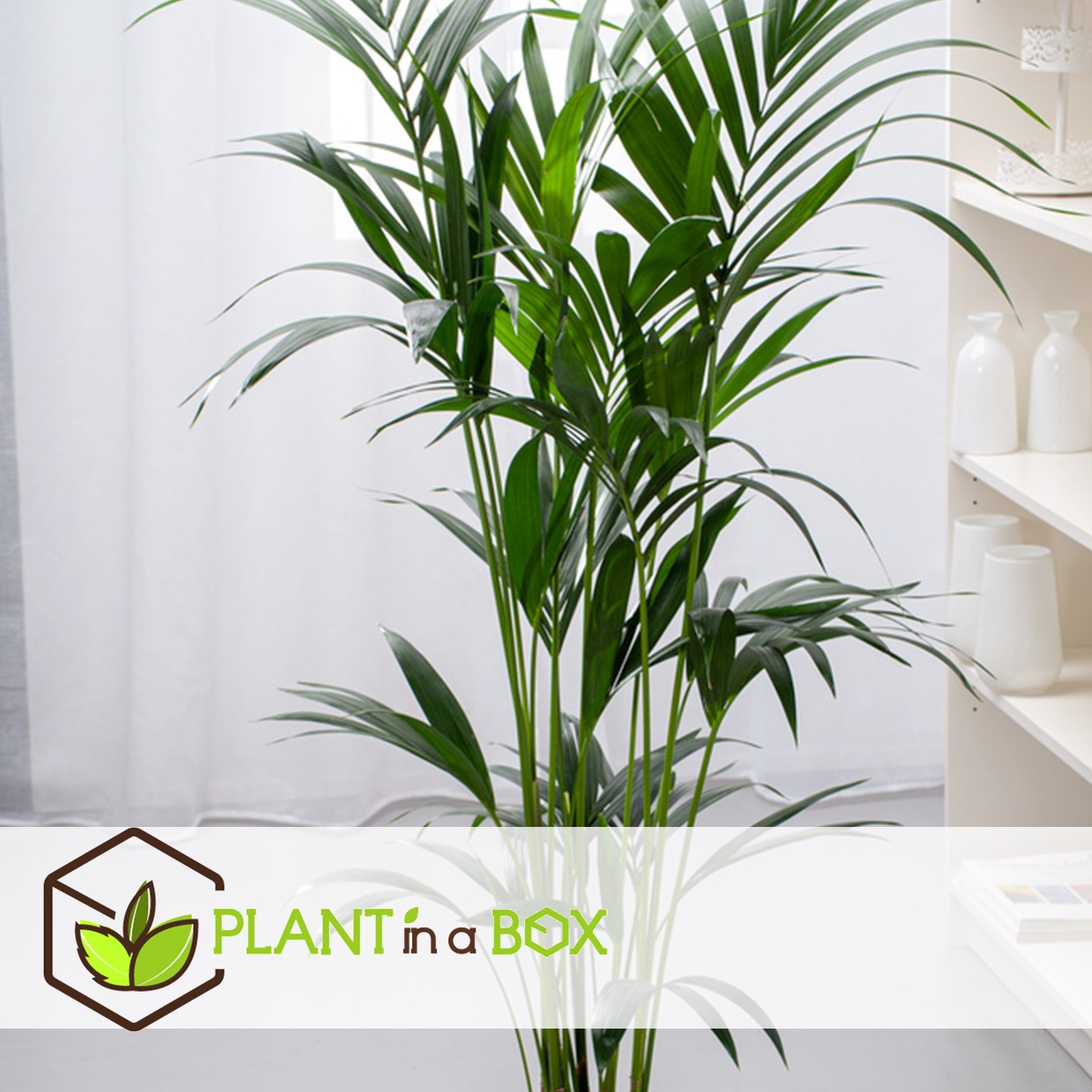 Howea forsteriana - kentia - pot 21cm - hauteur 130-140cm