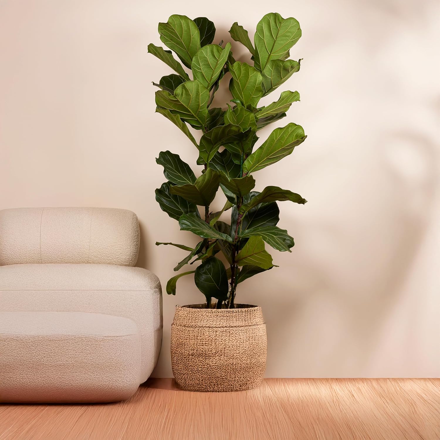 Bloomique - Ficus Lyrata - Geigenblatt - XXL Zimmerpflanzen - Luftreinigend - Pflegeleicht - 140-160 cm hoch - 30 cm Topf
