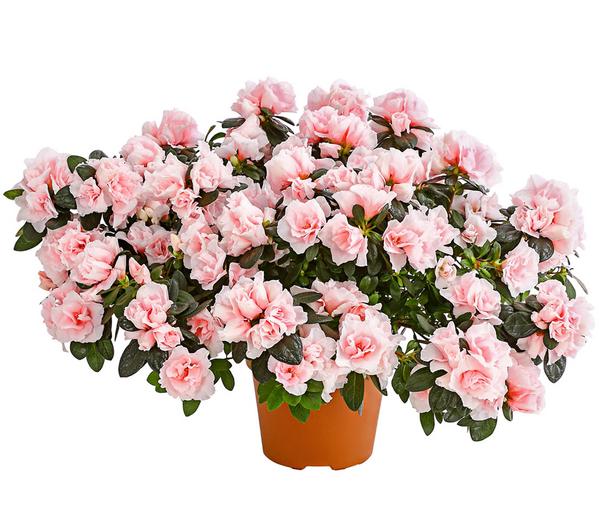 Zimmerazalee - Rhododendron simsii 'Oase de