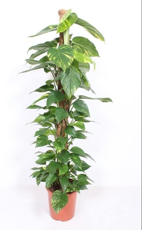 Efeutute (Epipremnum Aureum) am Moosstab – XXL, Pflegeleichte, Luftreinigende Zimmerpflanze im Topf Ø 27 cm, Höhe ca. 160 cm