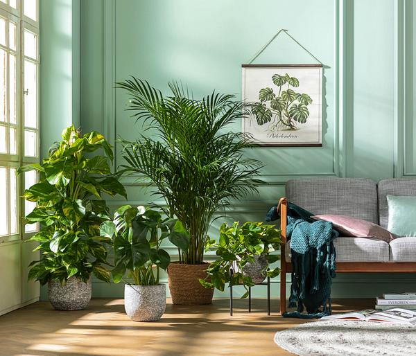 Fensterblatt - Monstera deliciosa