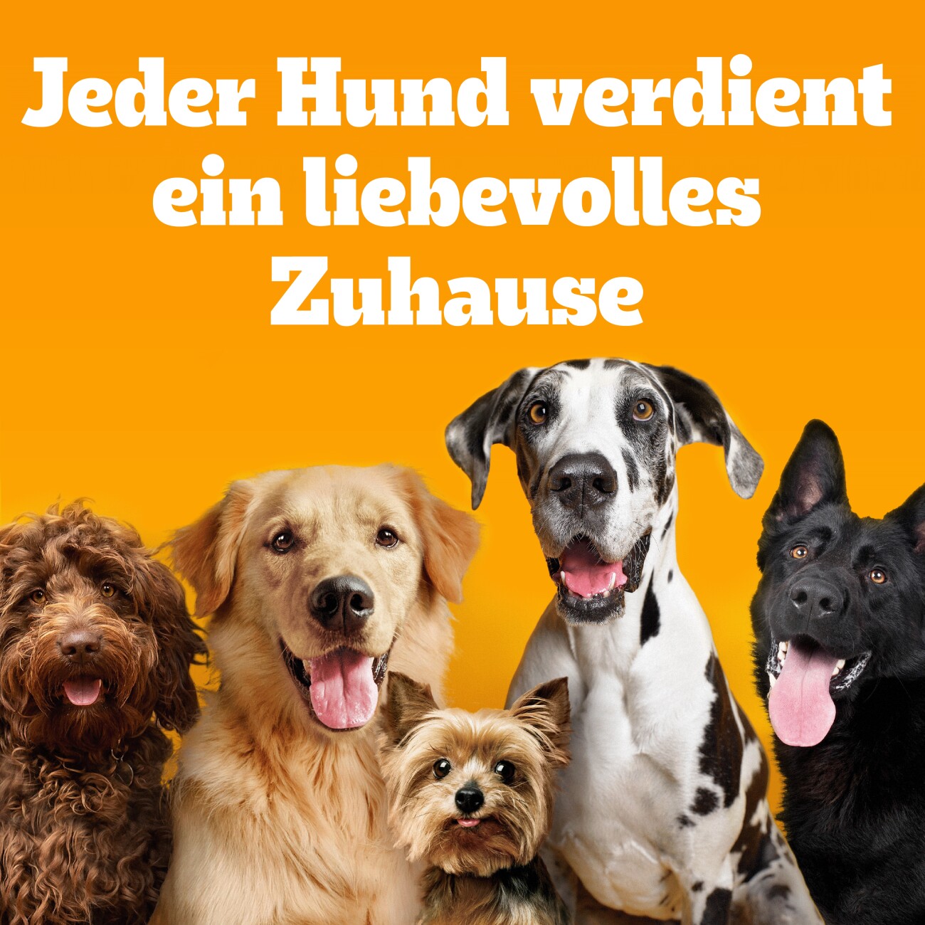 Pedigree Professional Nutrition Adult Maxi >25kg mit Geflügel und Gemüse 12 kg