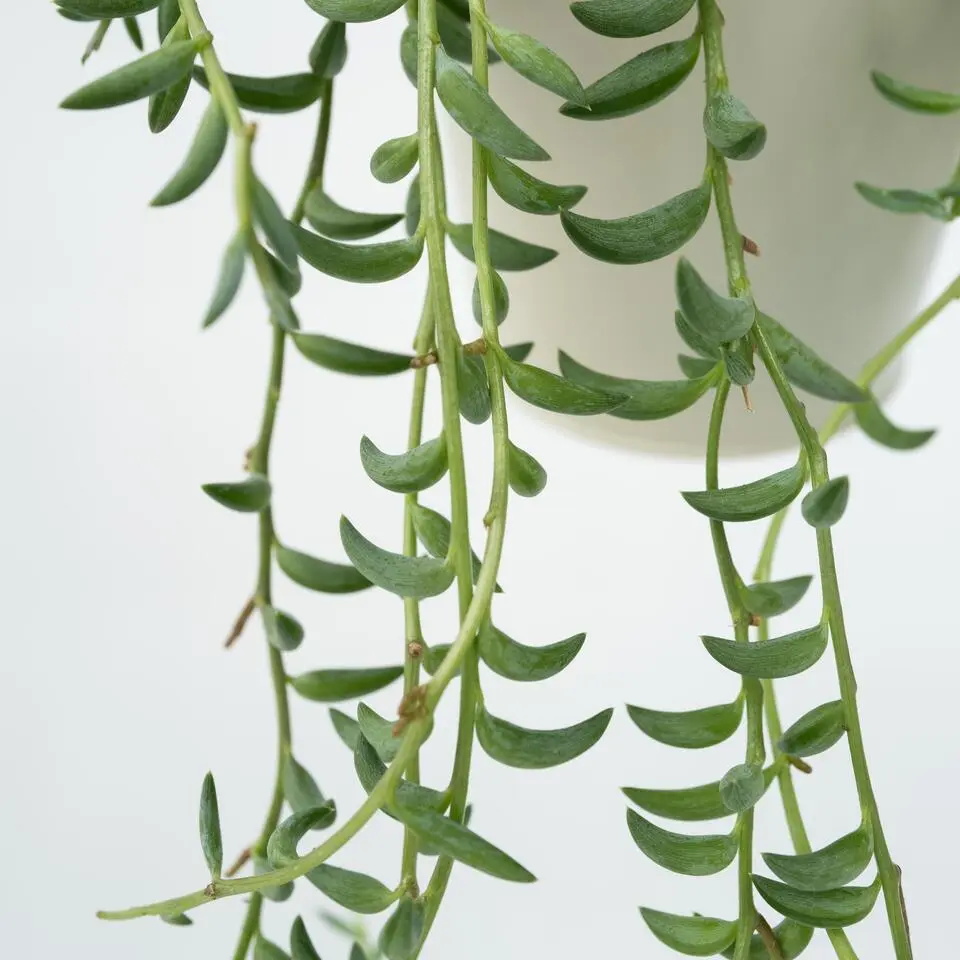 Parelketting - Mix van 3 - Senecio - Hoogte 25-35cm - ⌀12cm