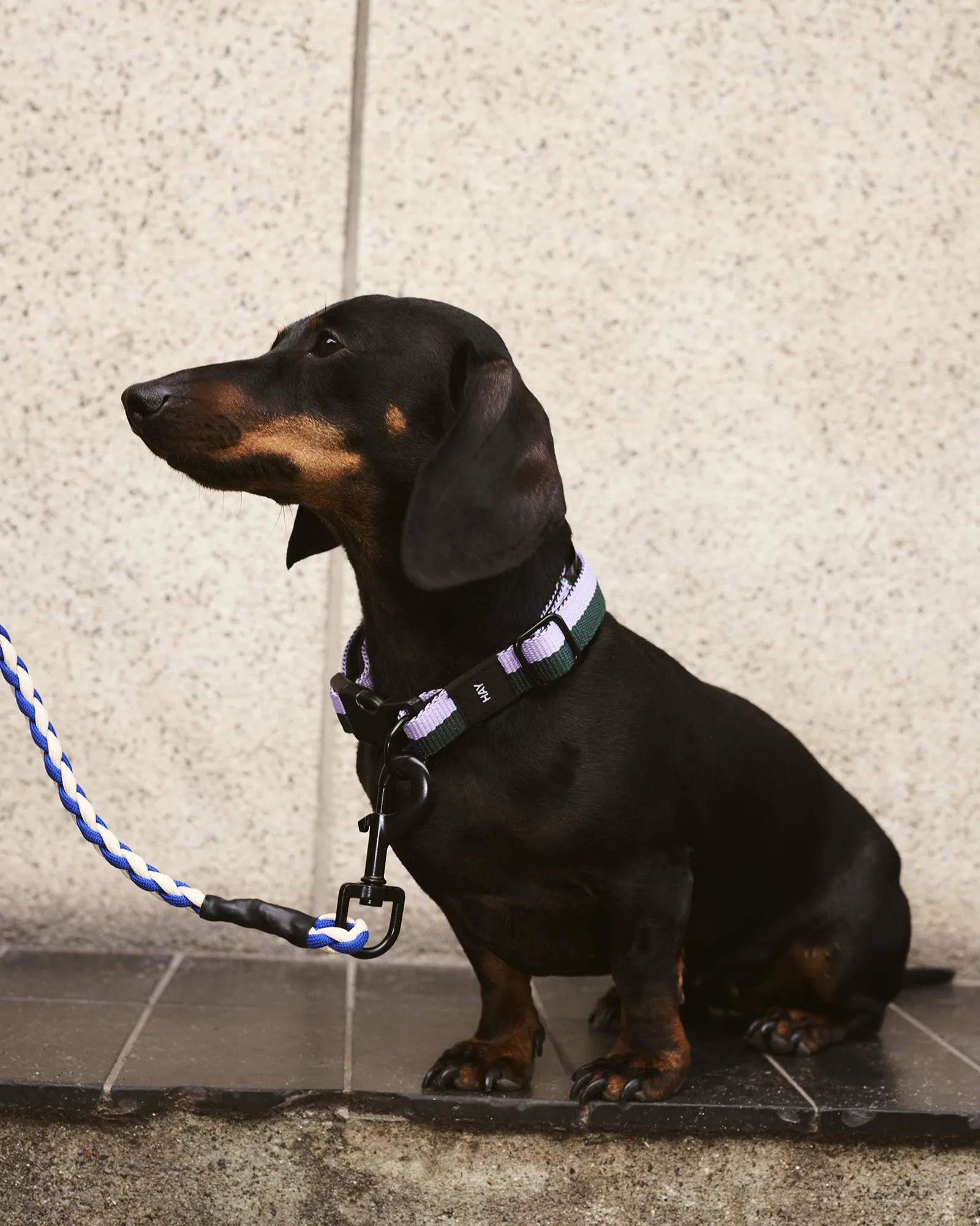 HAY HAY Dogs Collar Flat