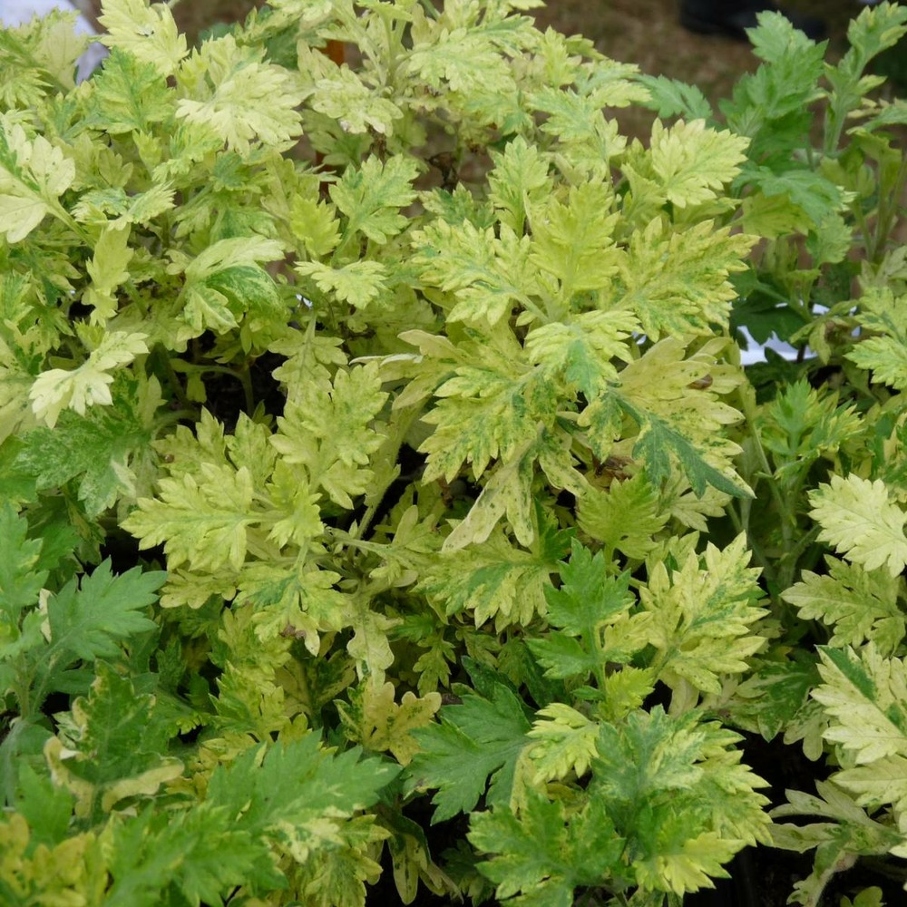 Armoise commune panachée bio/artemisia vulgaris orientalis 'limelight'[-]godet - 5/20 cm