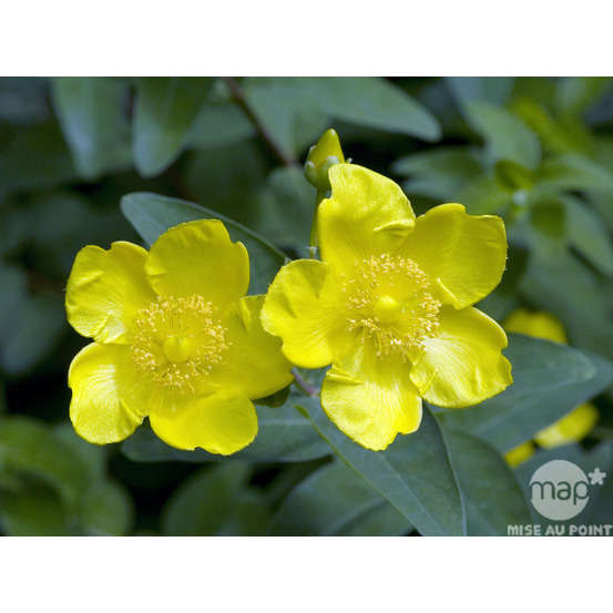 Hypericum x ' Hidcote '- pot de 4 litres