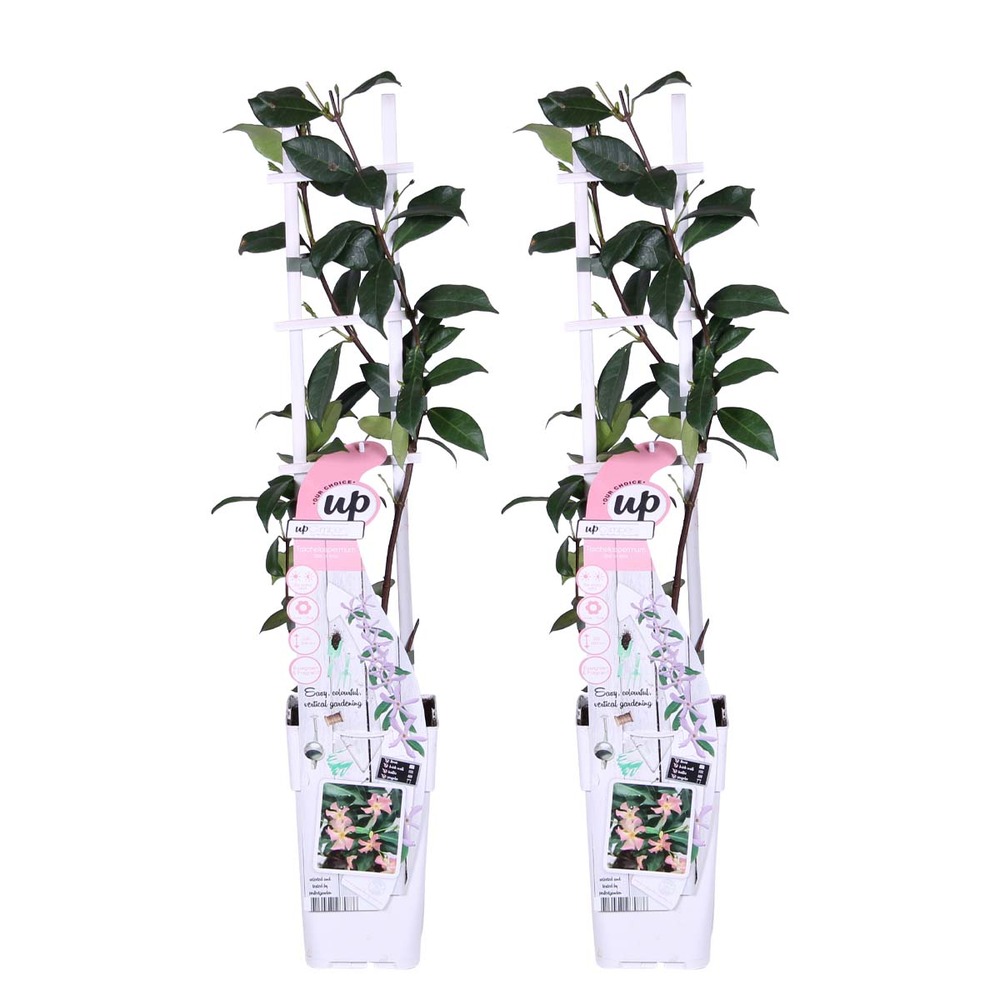 2x trachelospermum star of ibiza – jasmin rose de toscane – plante grimpante – ⌀15 cm - ↕60-70 cm