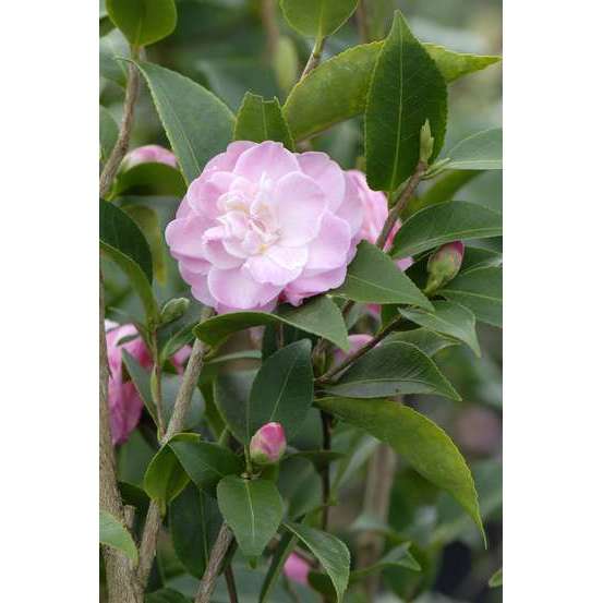 Camellia 'Sweet Jane' : H 40/50 cm, ctr 3 Litres