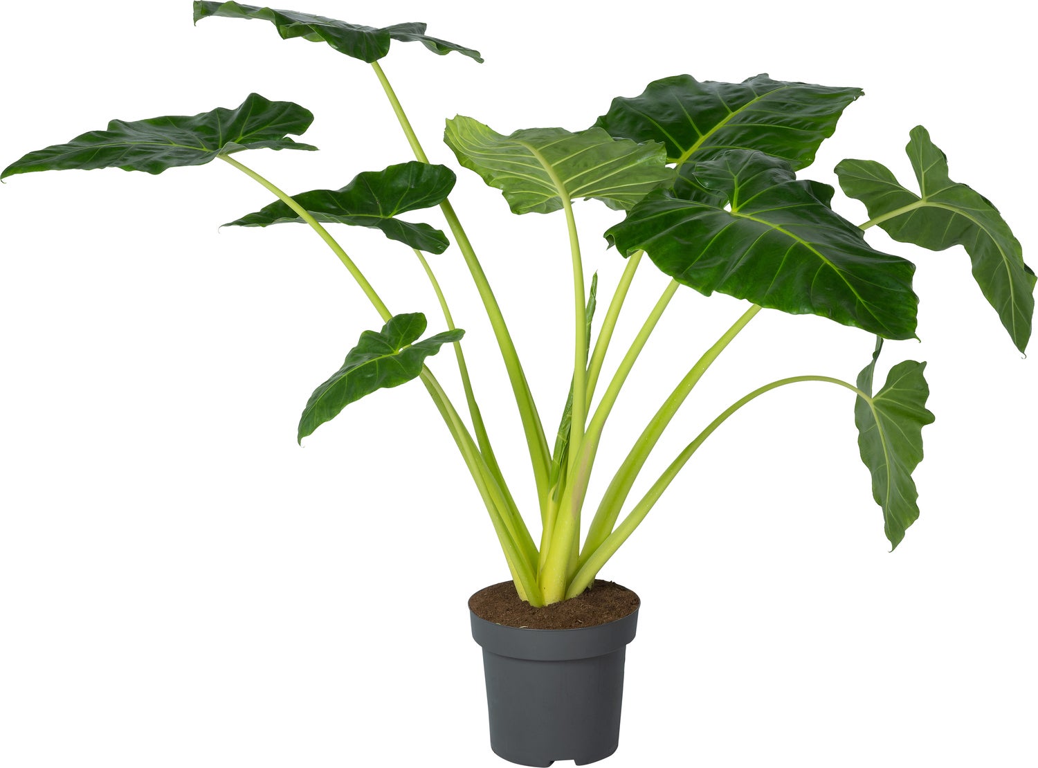 Olifantsoor (Alocasia lutea) D 32 H 140 cm