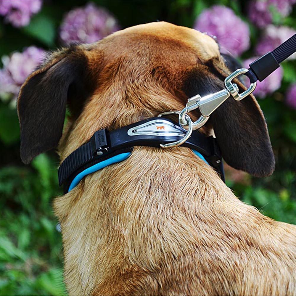 Collier ergonomique pour chiens ergofluo c15/42 avec rembourrage et fermeture à micro-régulation