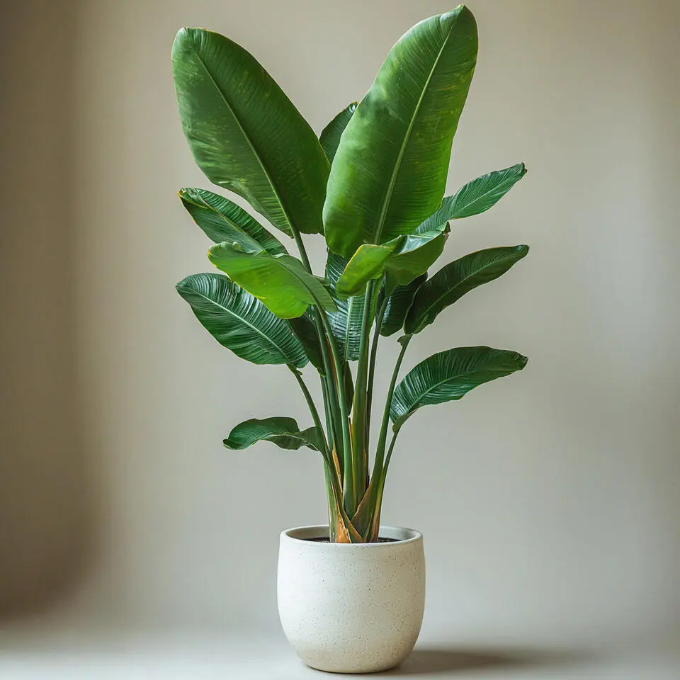 Paradijsvogelplant - Strelitzia nicolai - Hoogte 90-110cm - ⌀21cm