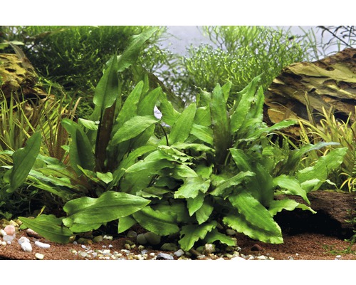 Groene watertrompet - Cryptocoryne wendtii groen