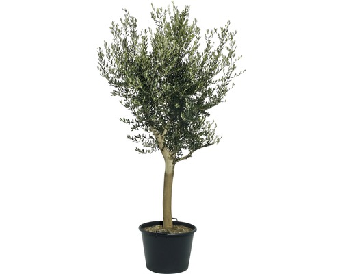 Olijfboom FloraSelf Olea europaea H 120-140 cm Ø 40 cm pot