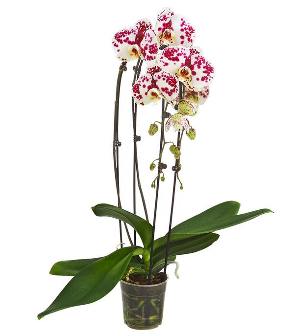 Schmetterlingsorchidee - Phalaenopsis