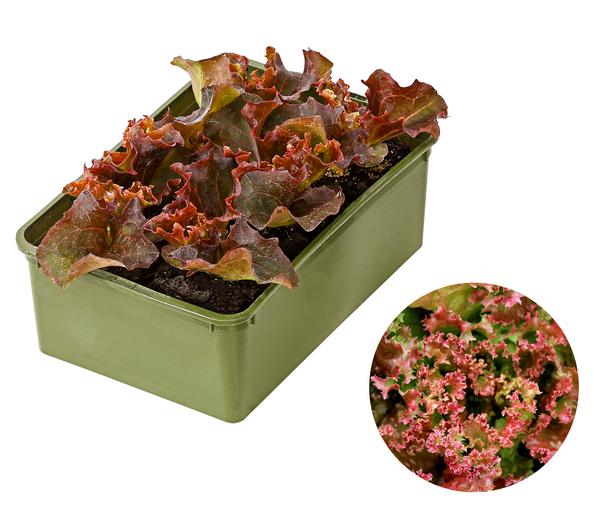 Bio Pflücksalat 'Lollo Rosso', 6er Schale
