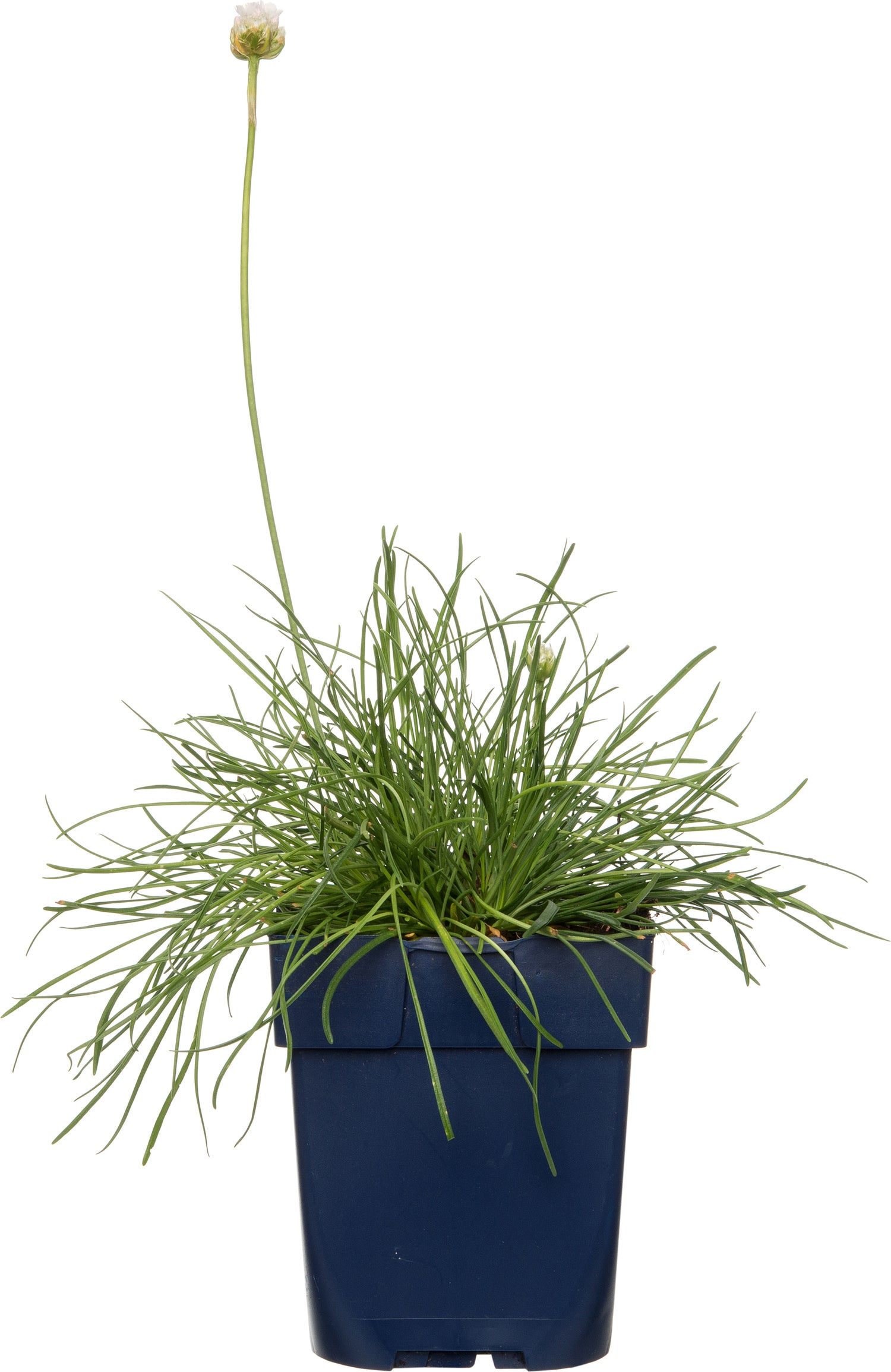 Engels gras (Armeria maritima 'Alba') D 11 H 10 cm