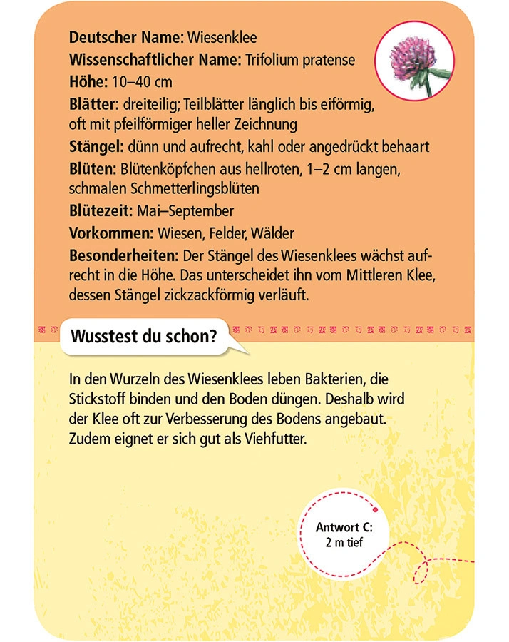 50 heimische Blumen entdecken & bestimmen