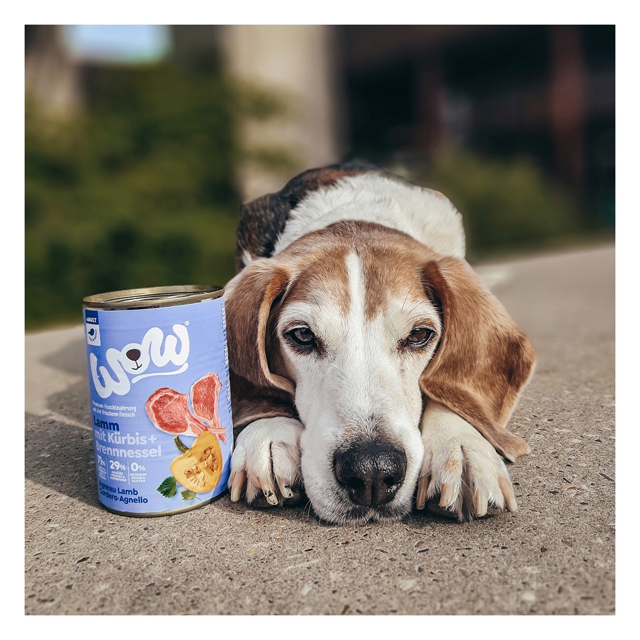 WOW Nassfutter Hund, Adult 6x400 g Lamm mit Kürbis