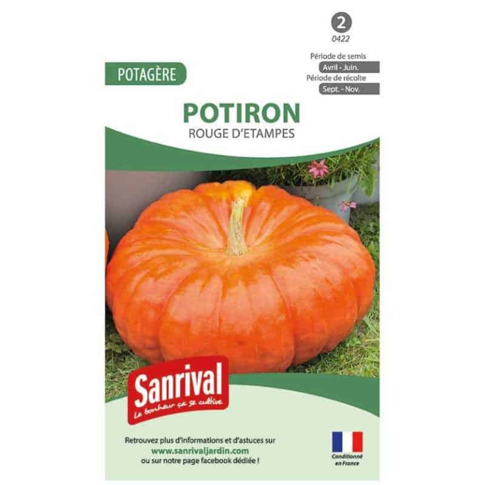 Graine de potiron