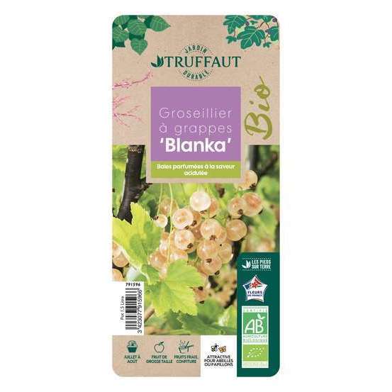 Groseillier à grappes 'Blanka' bio : pot de 1,5 litres