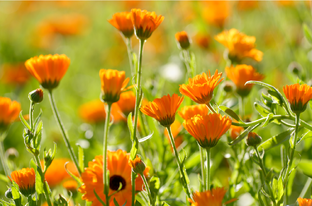 Weleda Calendula Tandpasta 75ML
