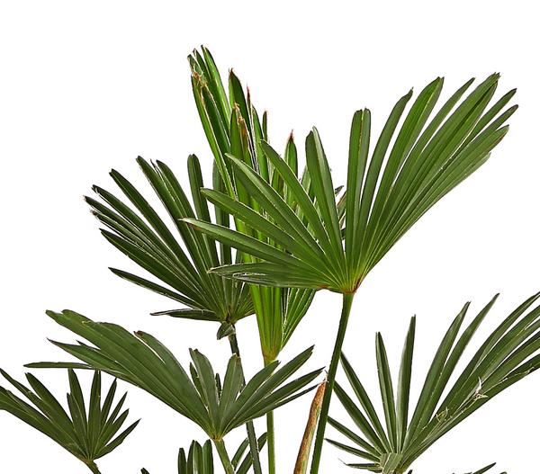 Wagners Hanfpalme