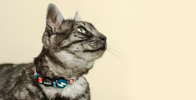 Coleira Mojo para Gatos, Várias Cores