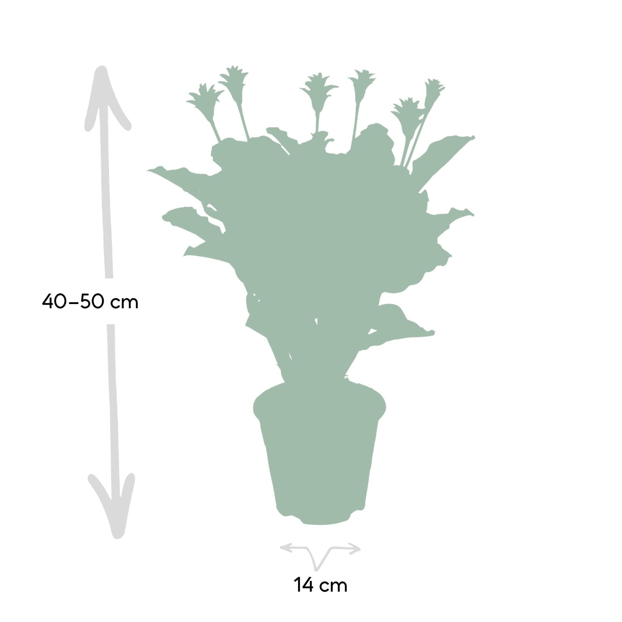 Plante d'intérieur - calathea crocata 40cm