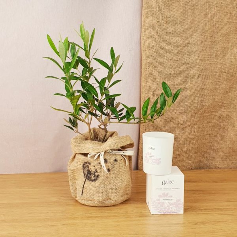 Coffret d'un olivier, symbole d'abondance, sa bougie naturelle parfumée jardin