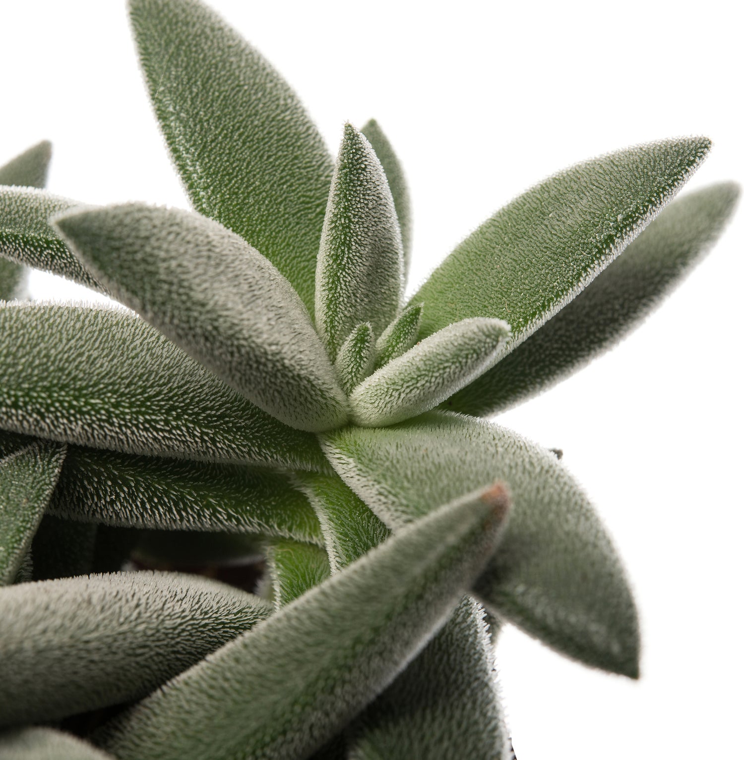 Crassula (Crassula tenelli) D 10,5 H 15 cm