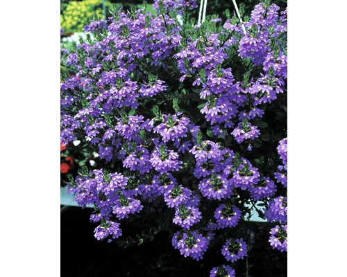 Waaierbloem FloraSelf Scaevola aemula Ø 12 cm pot