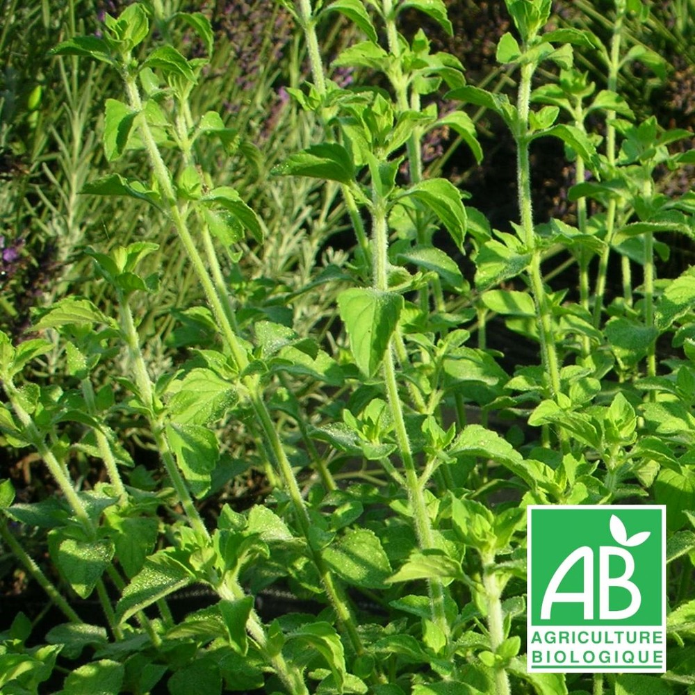Petit calament bio/calamintha nepeta[-]lot de 9 godets