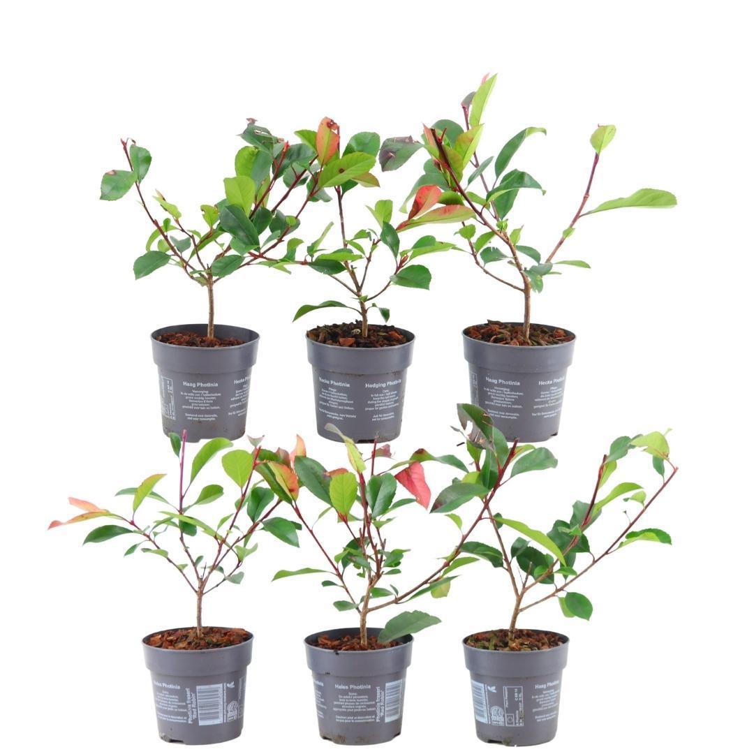 Photinia fraseri 'red robin' - lot de 6