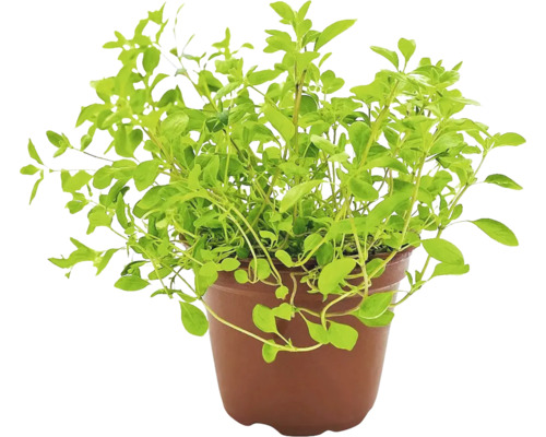 Biologische Marjolein FloraSelf Organic Origanum majorana Ø 12 cm pot