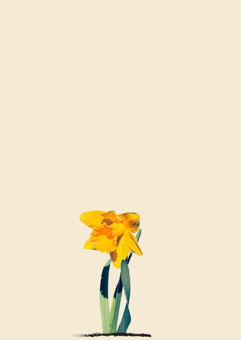 Greetz | Zomertijd | narcis | zomer