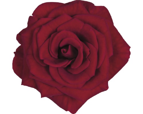Kamerroos FloraSelf Rosa hybride 'Isabel' H 30-40 cm Ø 13 cm pot